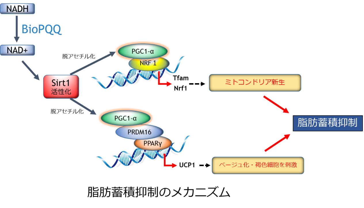 mechanism