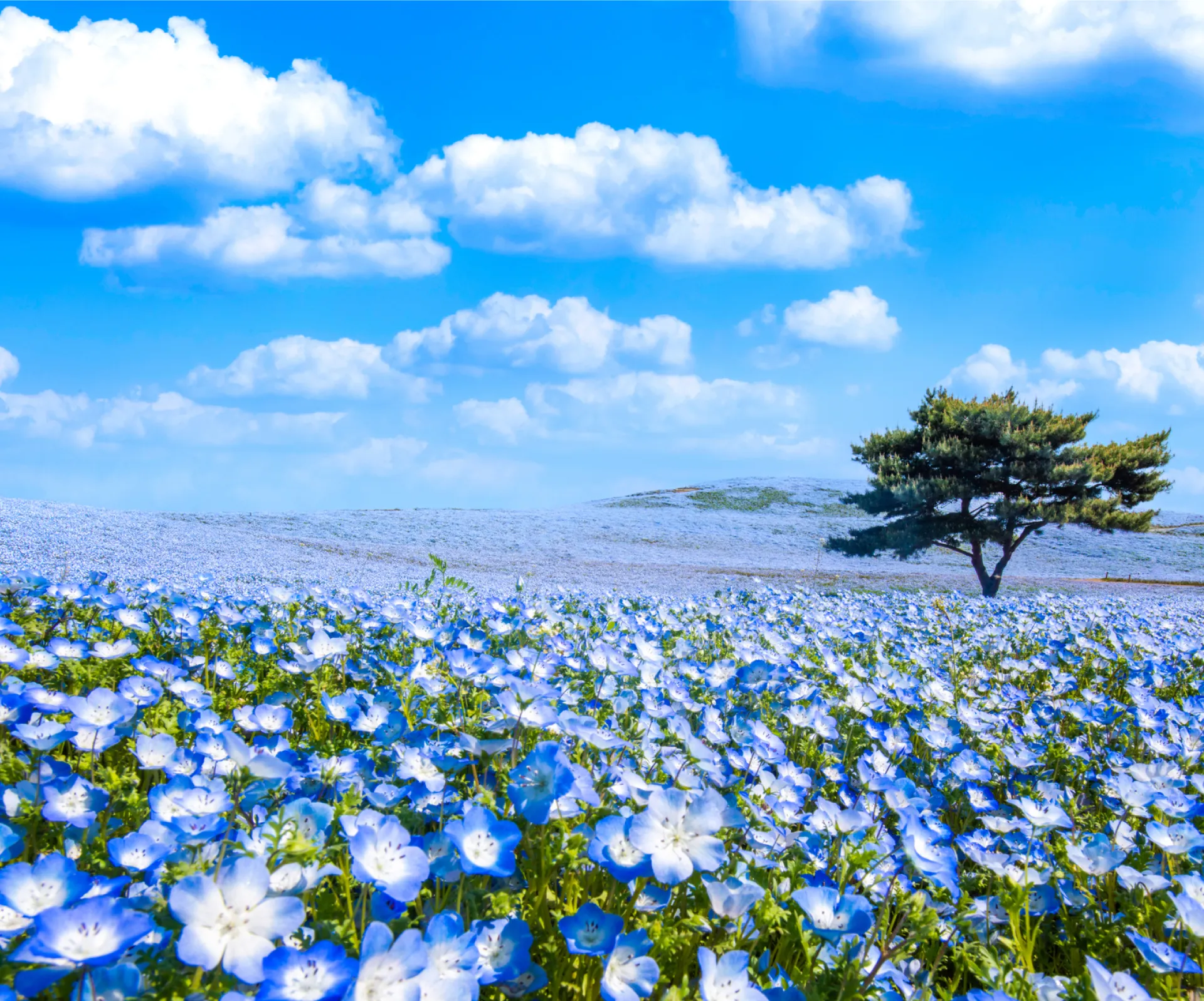 国営ひたち海浜公園