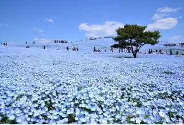 国営ひたち海浜公園