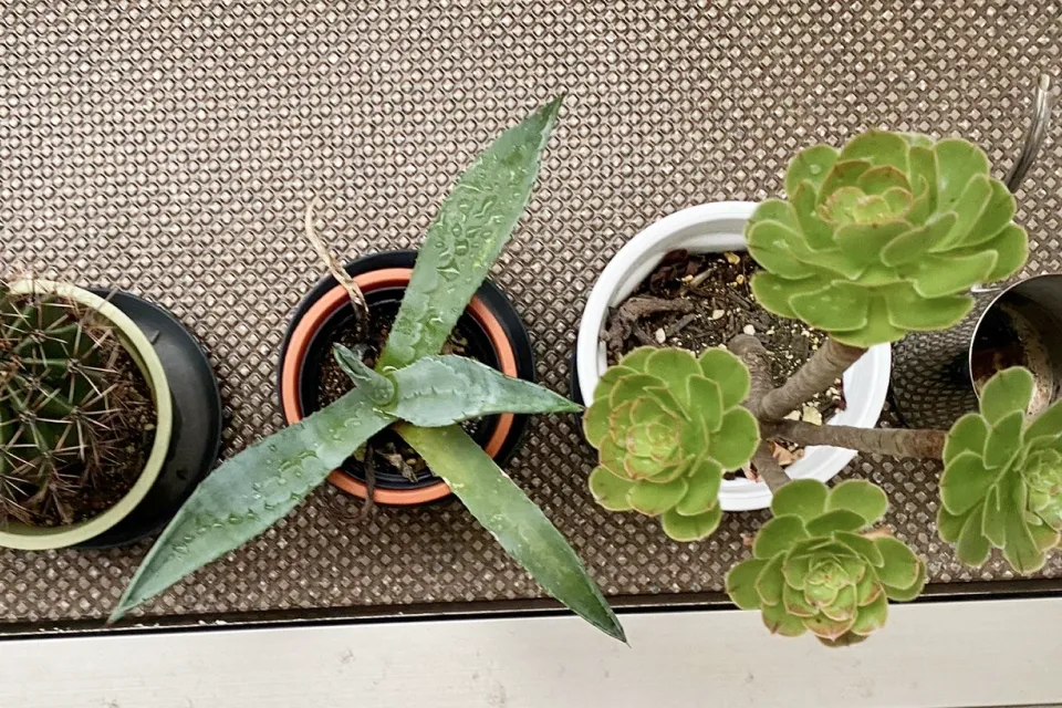 ベランダの観葉植物