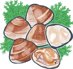 はまぐりのイラスト