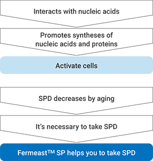 Figure: the function of Spermidine