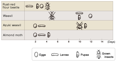 Figure: Number of days needed for 100% killing of insects by AGELESS™ package 