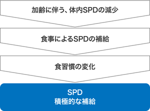 図：スペルミジン（SPD）の機能。詳細は本文を参照。